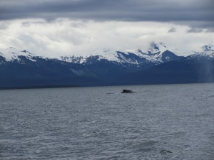 Humpback whales in Juneau, Alaska