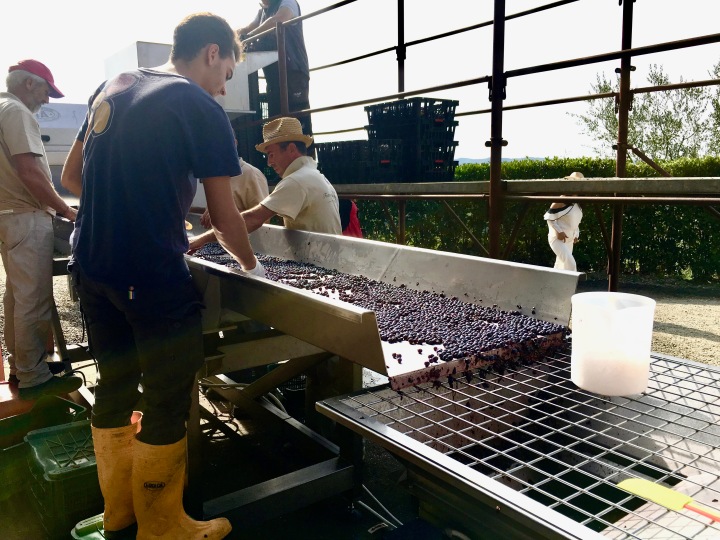 Grape sorting at the Montemaggio vineyard in Tuscany, Italy